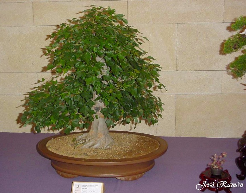 Foto de Jerez de la Frontera (Cádiz), España