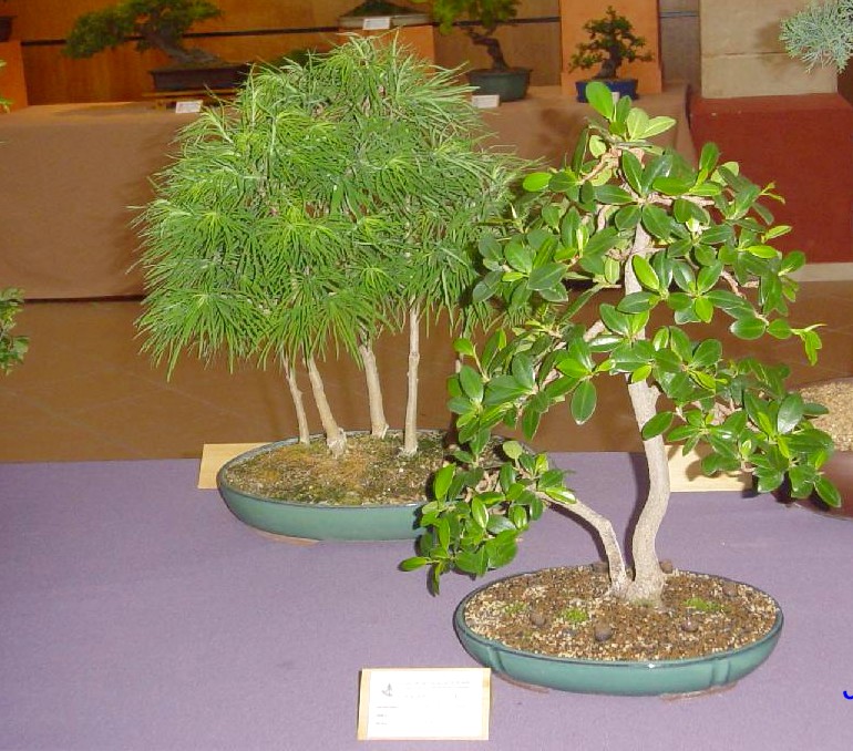 Foto de Jerez de la Frontera (Cádiz), España