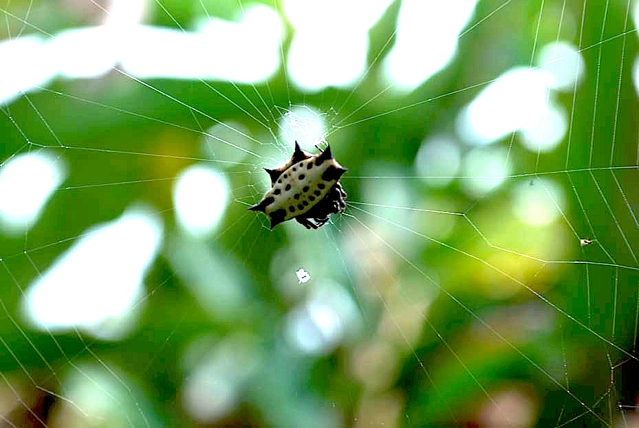 Foto de Puerto Limón, Costa Rica
