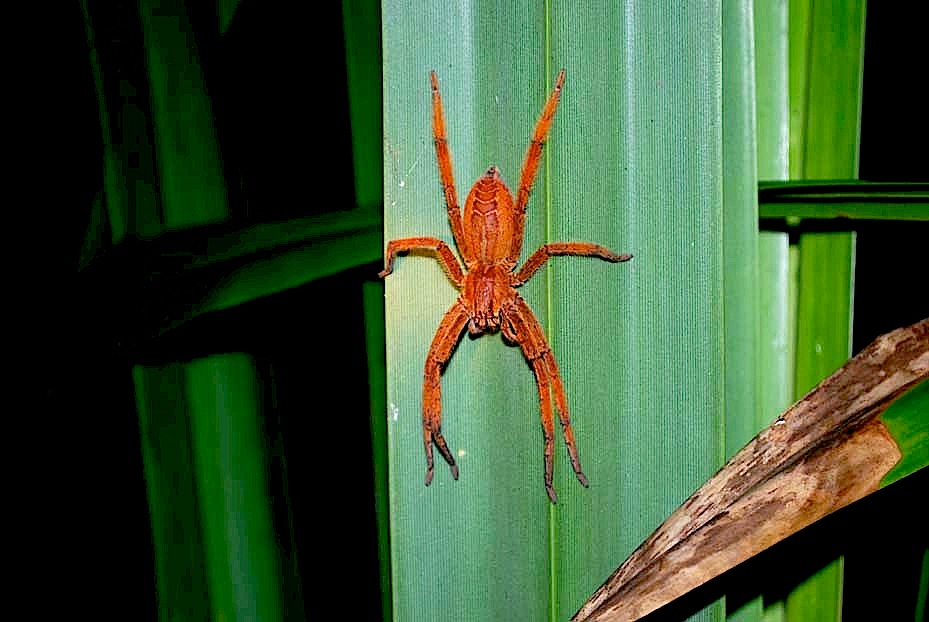 Foto de Puerto Limón, Costa Rica