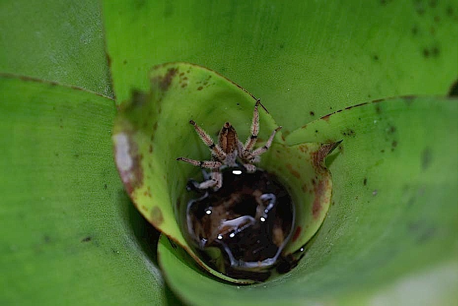 Foto de Arenal, Costa Rica