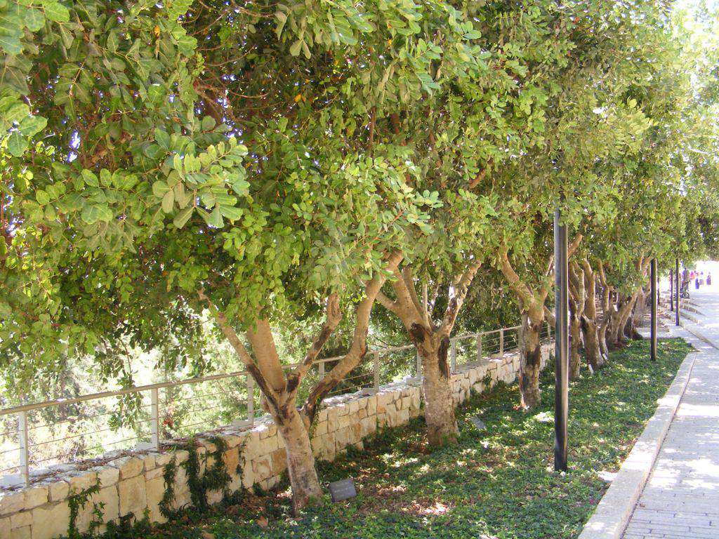 Foto de Jerusalén, Israel