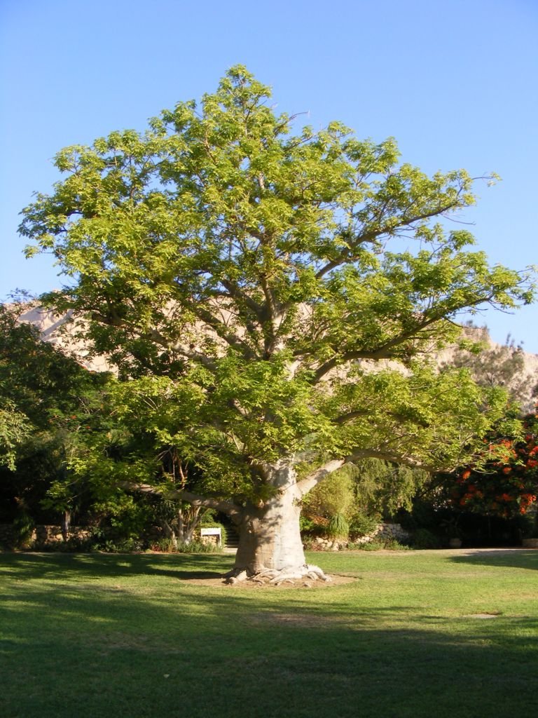 Foto de Ein Gedi, Israel