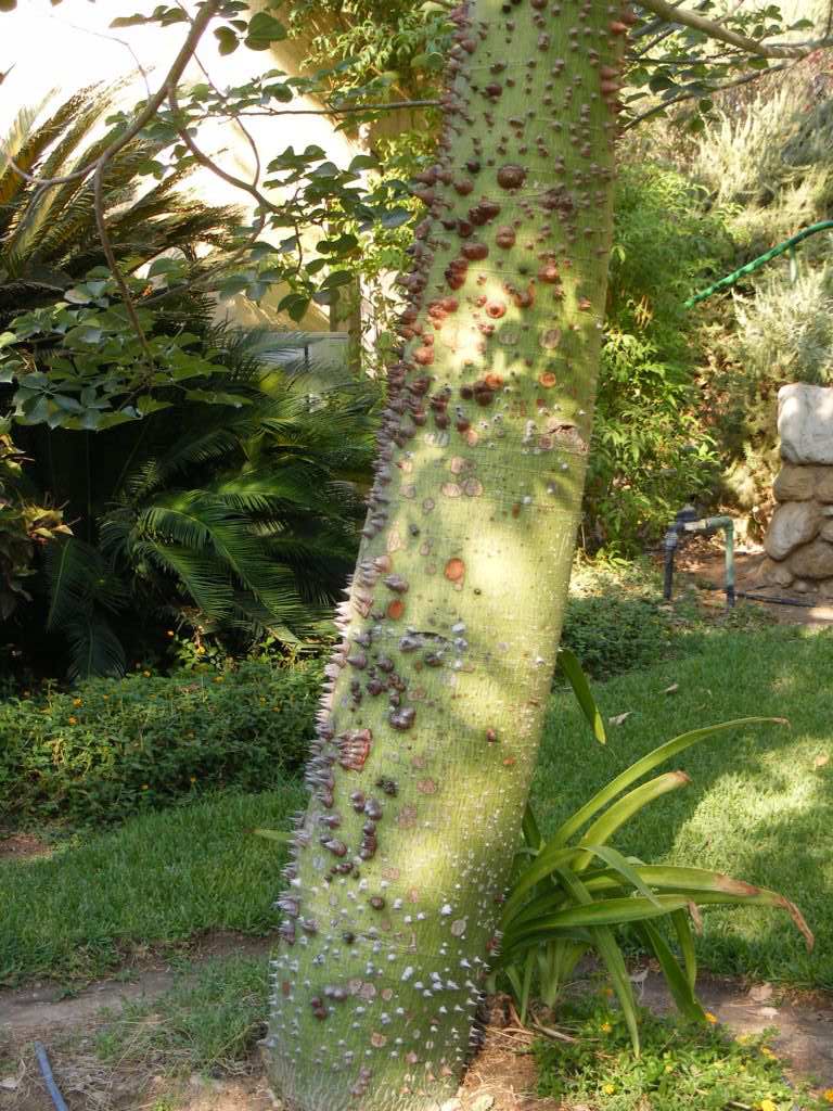 Foto de Ein Gedi, Israel