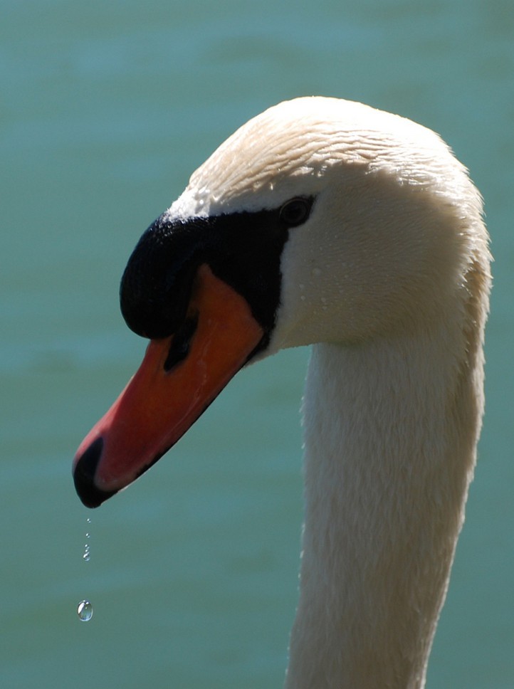 Foto de Puigcerdà (Girona), España