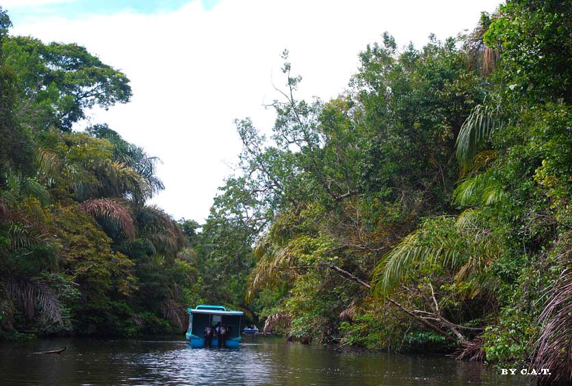 Foto de Limón, Costa Rica