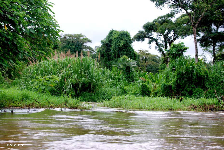 Foto de Limón, Costa Rica