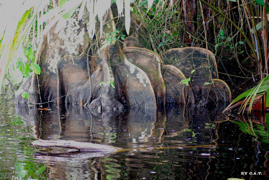 Foto de Limón, Costa Rica
