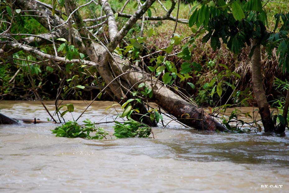 Foto de Limón, Costa Rica