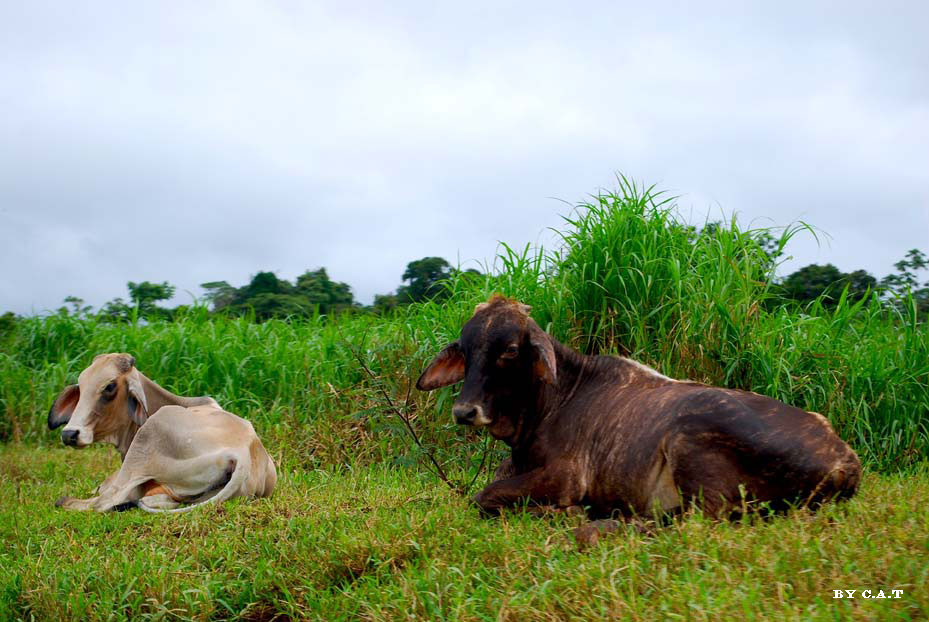 Foto de Limón, Costa Rica