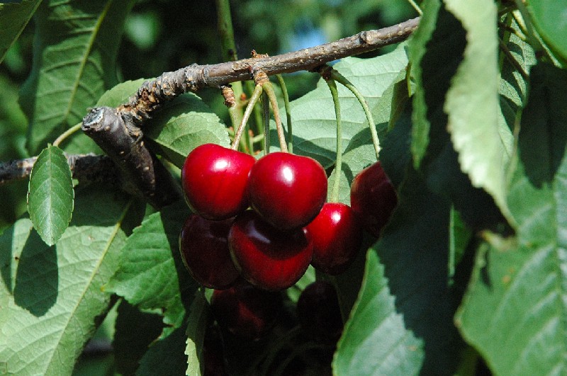 Foto de Plasencia (Cáceres), España