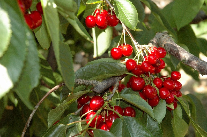 Foto de Plasencia (Cáceres), España
