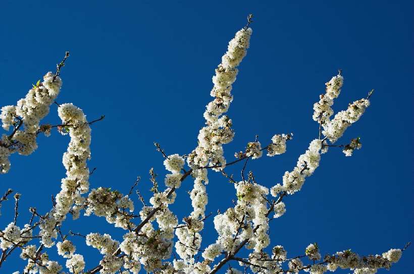 Foto de Plasencia (Cáceres), España