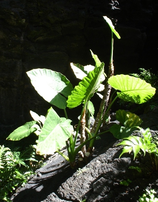 Foto de Lanzarote (Las Palmas), España