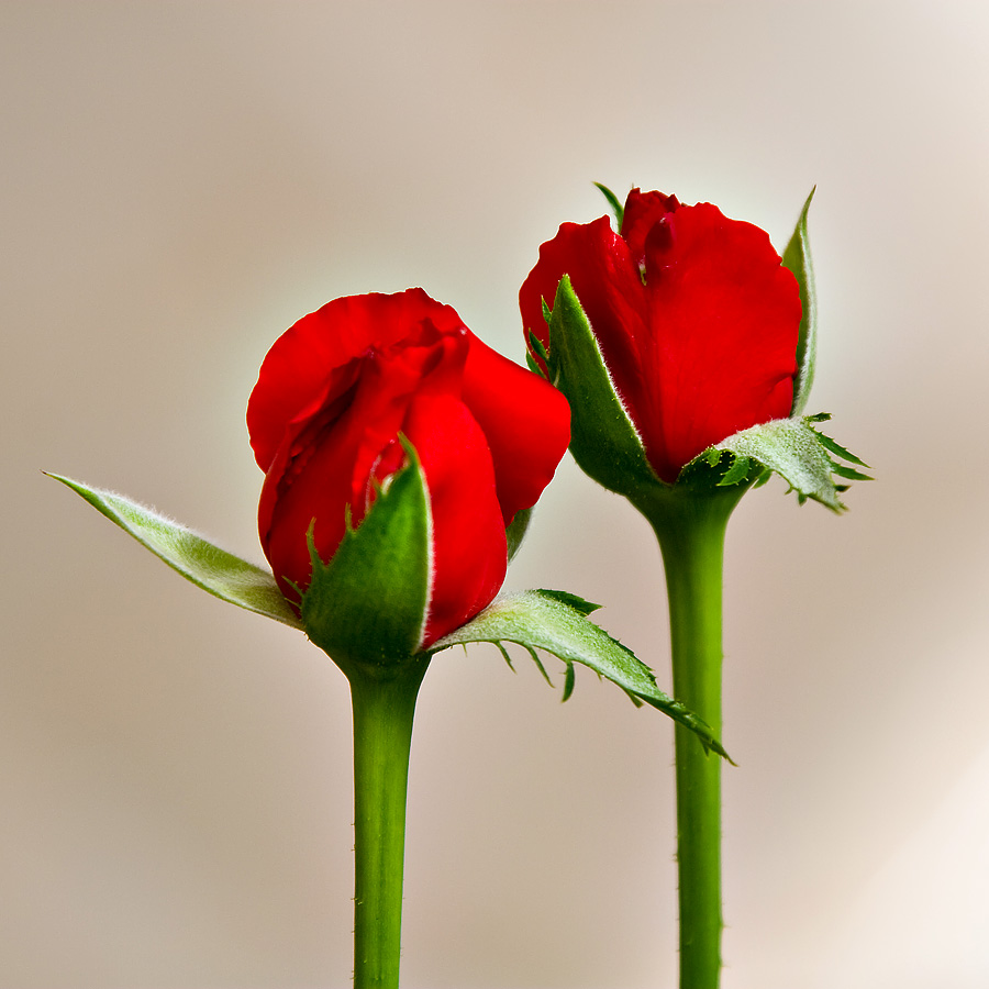 Foto de La Molina (Girona), España