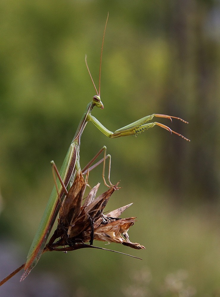 Foto de Girona (Cataluña), España
