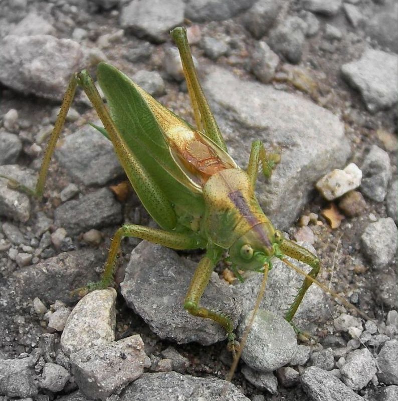 Foto de Girona (Cataluña), España
