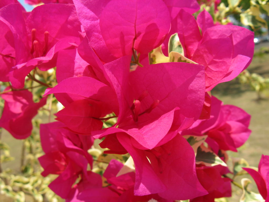 Foto de Tinaquillo, Venezuela