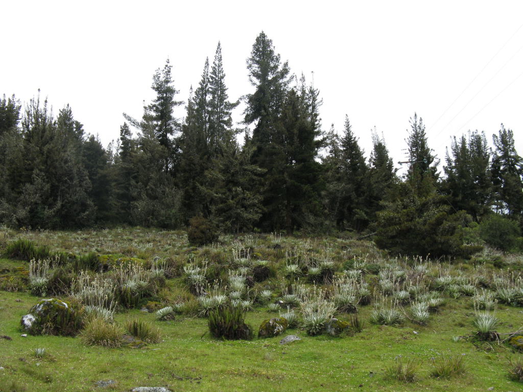 Foto de Mérida, Venezuela