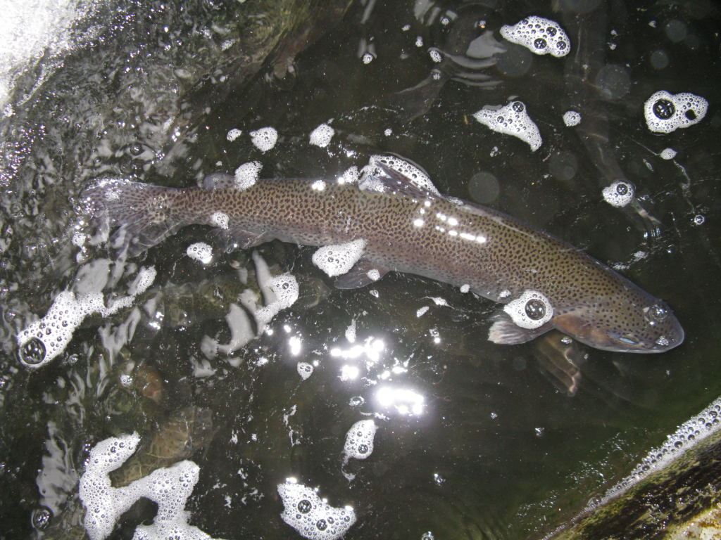 Foto de Mérida, Venezuela