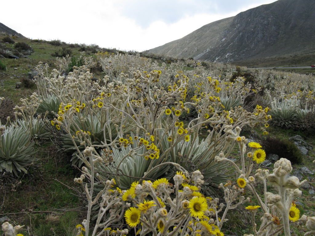Foto de Mérida, Venezuela