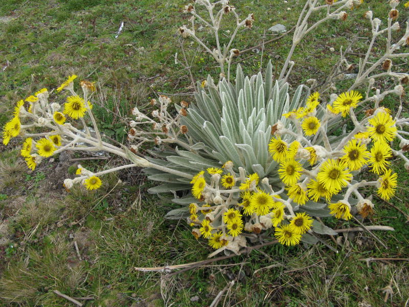 Foto de Mérida, Venezuela