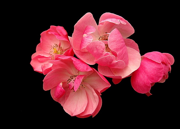 Foto de Mallorca (Illes Balears), España