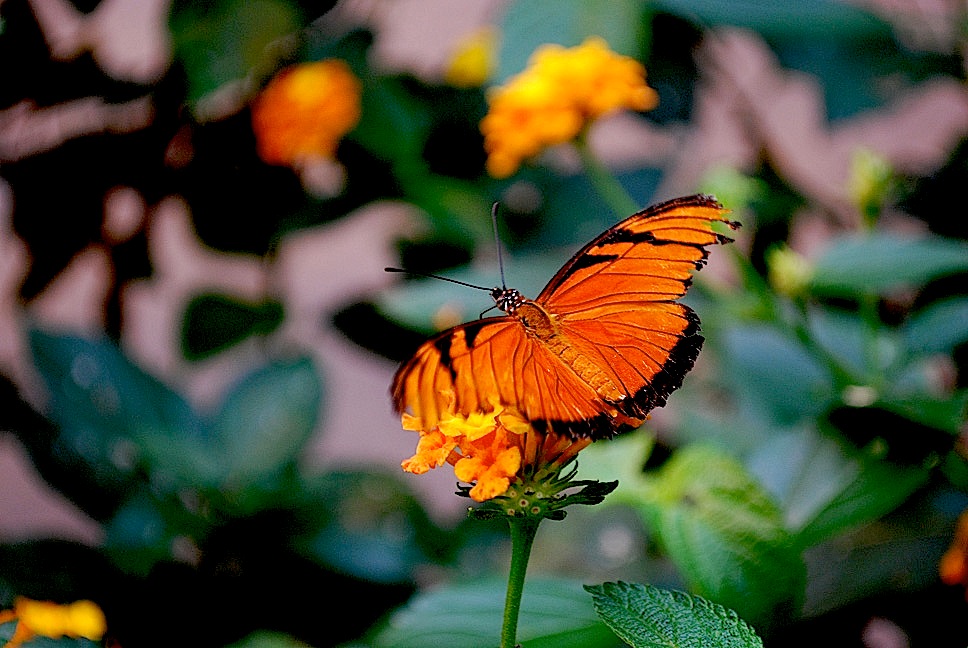 Foto de Alajuela, Costa Rica