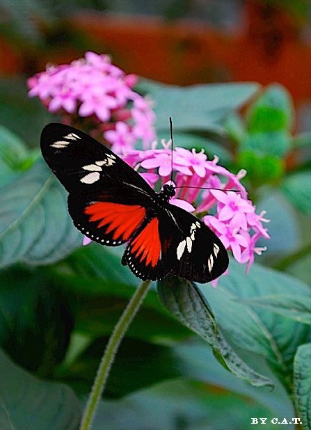 Foto de Alajuela, Costa Rica