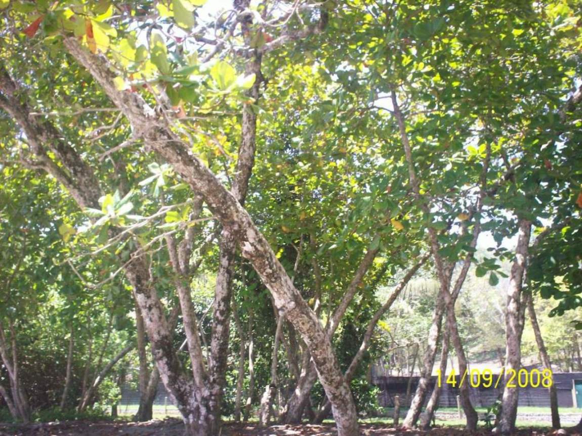 Foto de Manuel Antonio (Puntarenas), Costa Rica