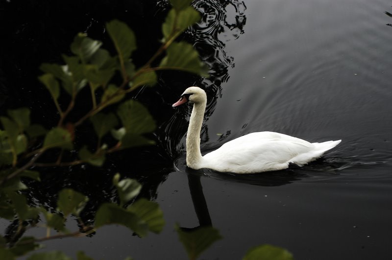 Foto de Puigcerdà (Girona), España