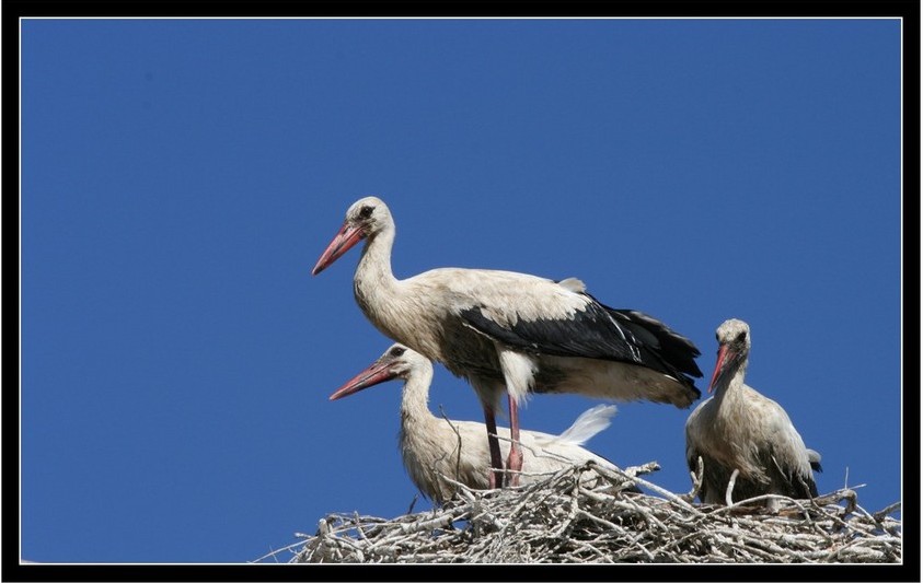 Foto de Lanzarote (Las Palmas), España