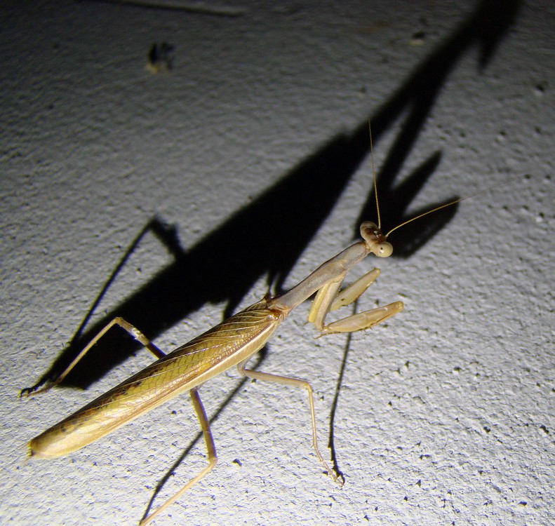Foto de Lanzarote (Las Palmas), España