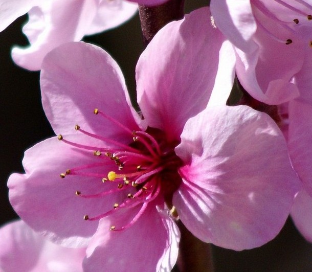 Foto de Lanzarote (Las Palmas), España