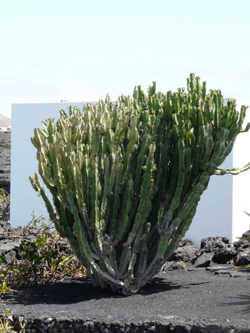 Foto de Lanzarote (Las Palmas), España