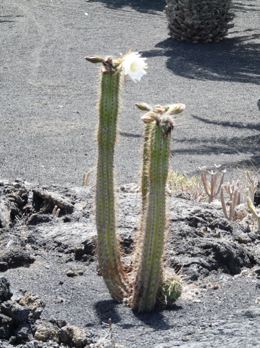 Foto de Lanzarote (Las Palmas), España