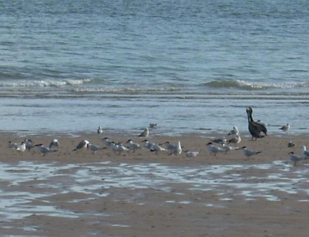 Foto de El Golfo de Santa Clara (Sonora), México