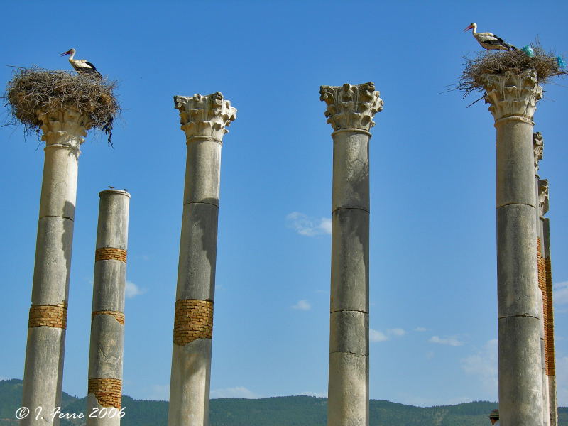 Foto de Volubilis, Marruecos