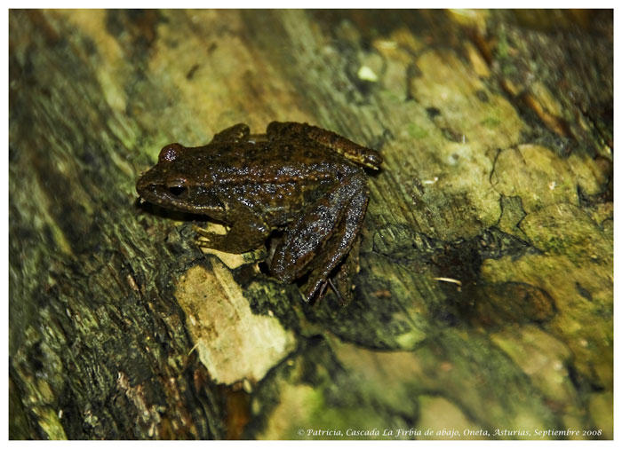 Foto de Oneta (Asturias), España