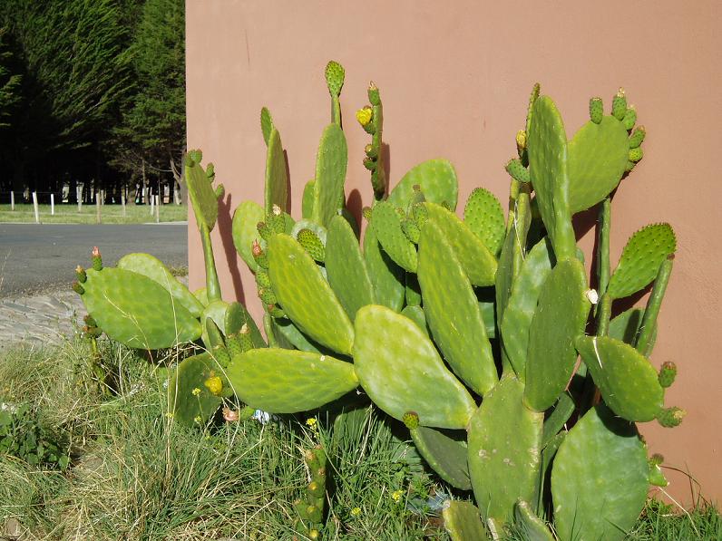 Foto de Oruro, Bolivia