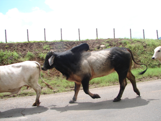 Foto de Nicoya (Guanacaste), Costa Rica