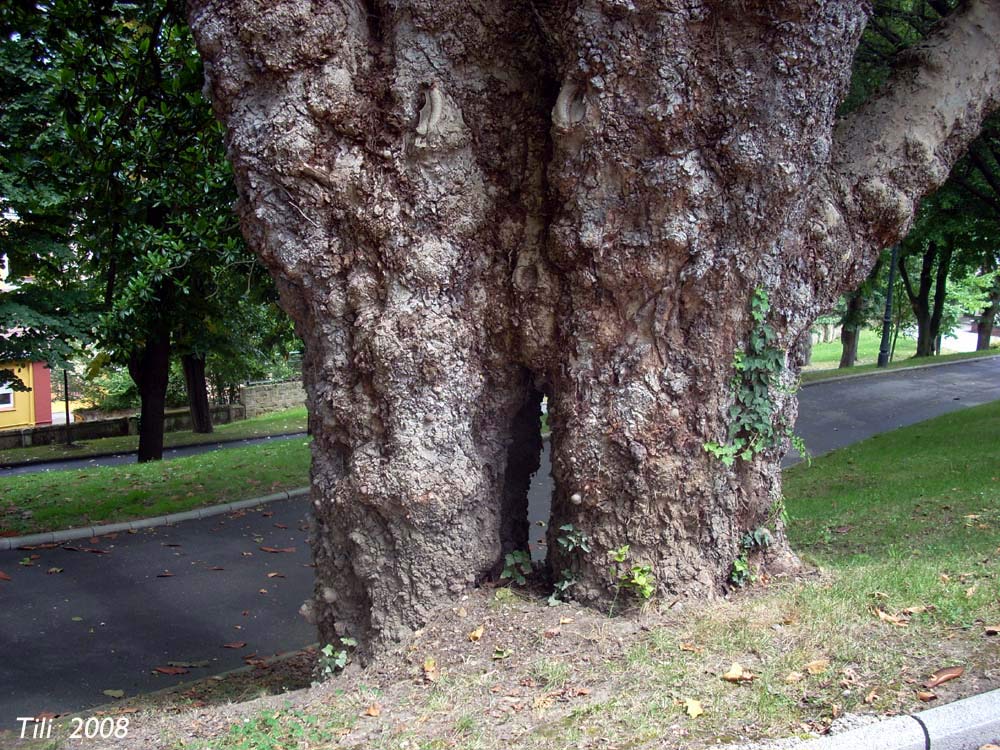 Foto de Oviedo (Asturias), España