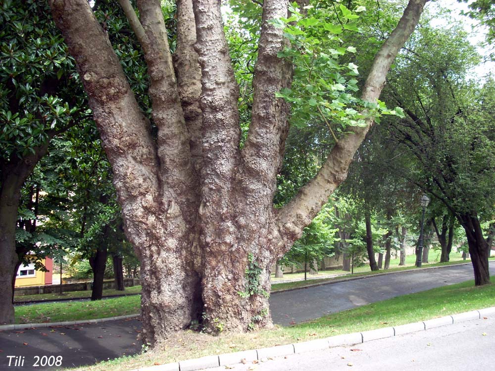 Foto de Oviedo (Asturias), España