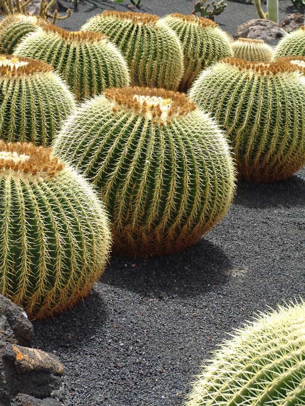 Foto de Lanzarote (Las Palmas), España