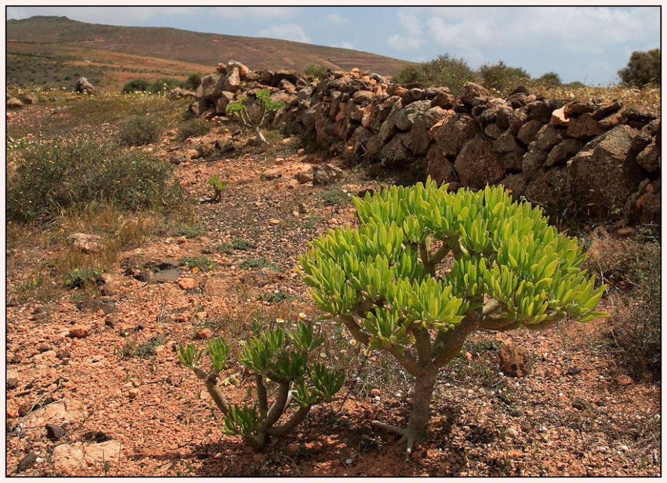Foto de Lanzarote (Las Palmas), España