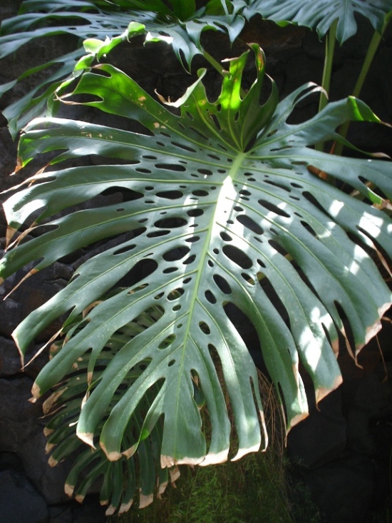 Foto de Lanzarote (Las Palmas), España