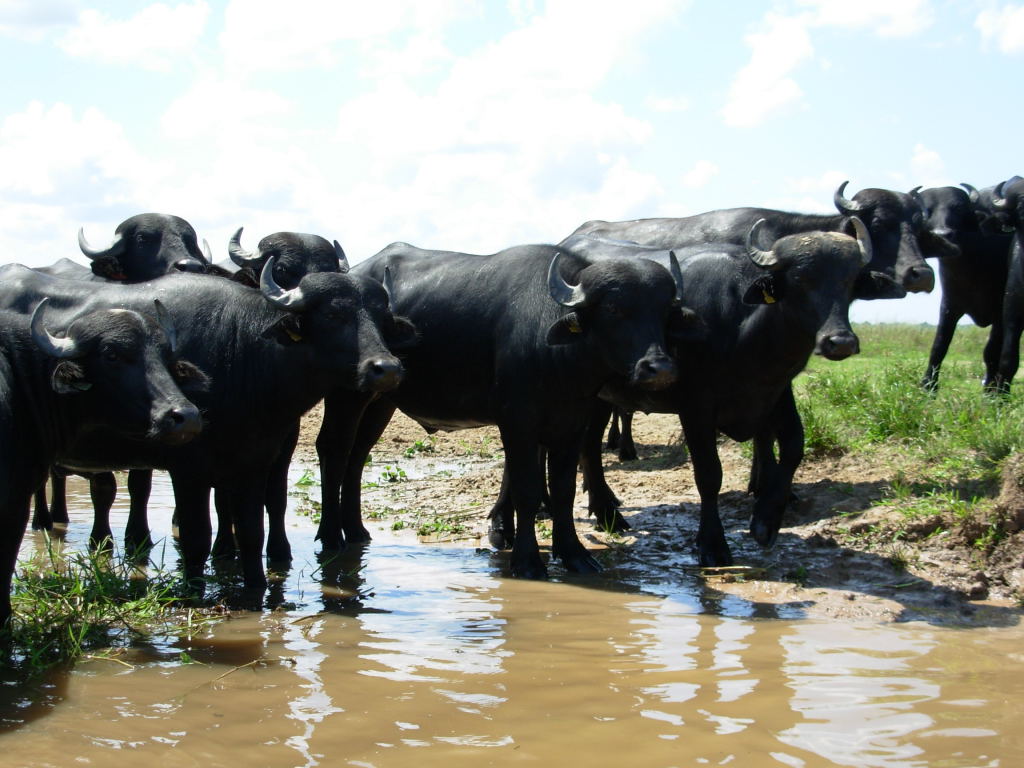 Foto de Apure, Venezuela