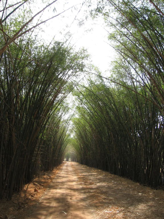 Foto de Cojedes, Venezuela