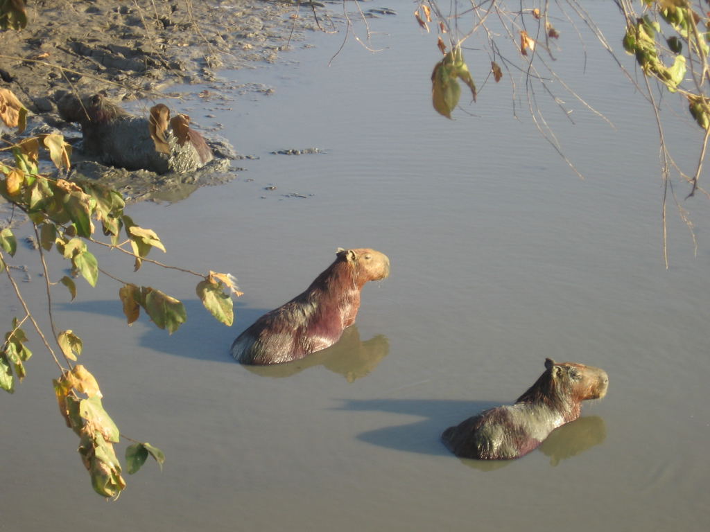 Foto de Cojedes, Venezuela
