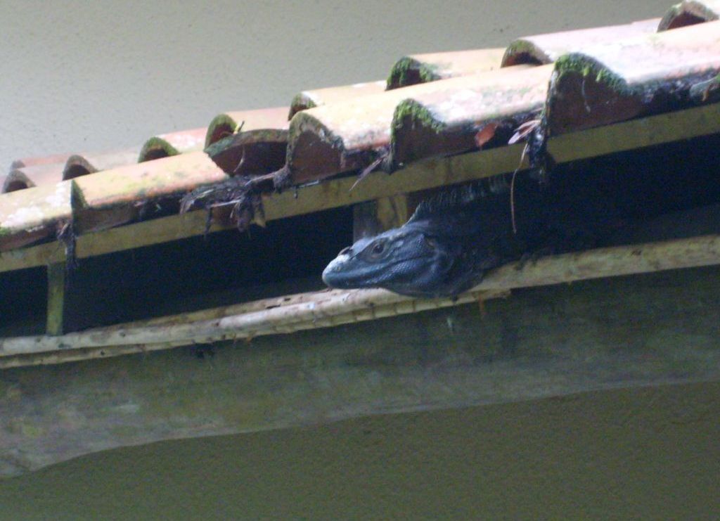 Foto de Guanacaste, Costa Rica